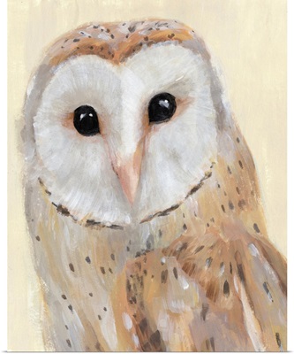 Common Barn Owl I