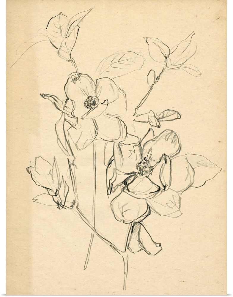 Contour Flower Sketch II