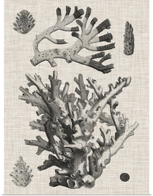 Coral On Linen I