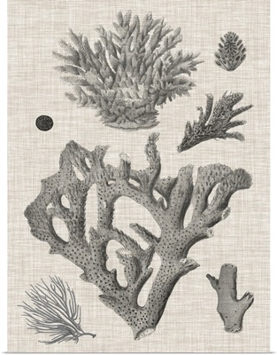 Coral On Linen II