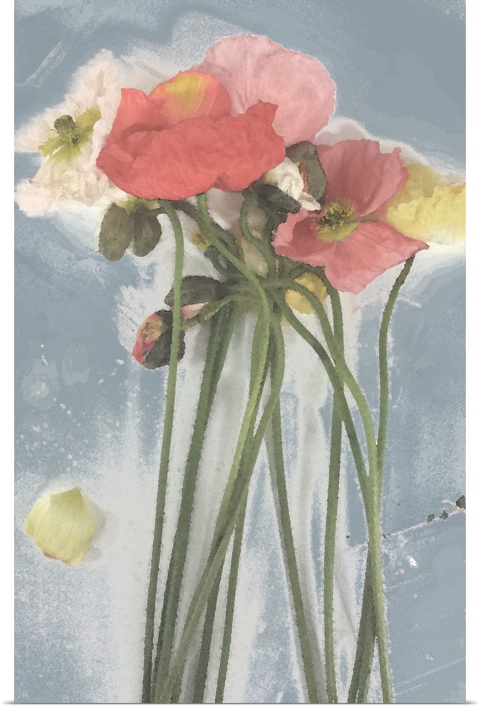 Painting of a bunch of tall-stemmed poppies in shades of coral, peach and yellow against a steel blue background