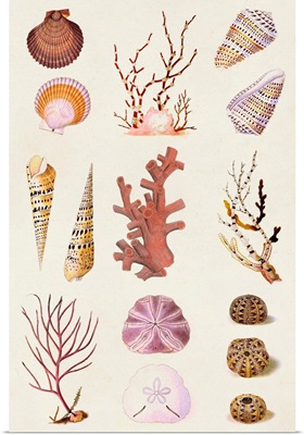 Coral & Shell Collage II