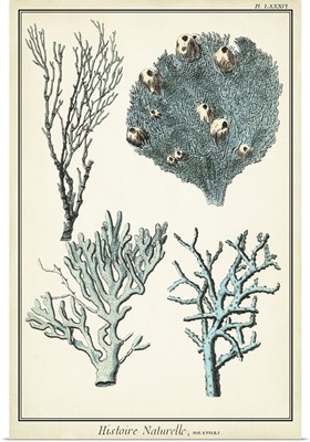 Coral Species II