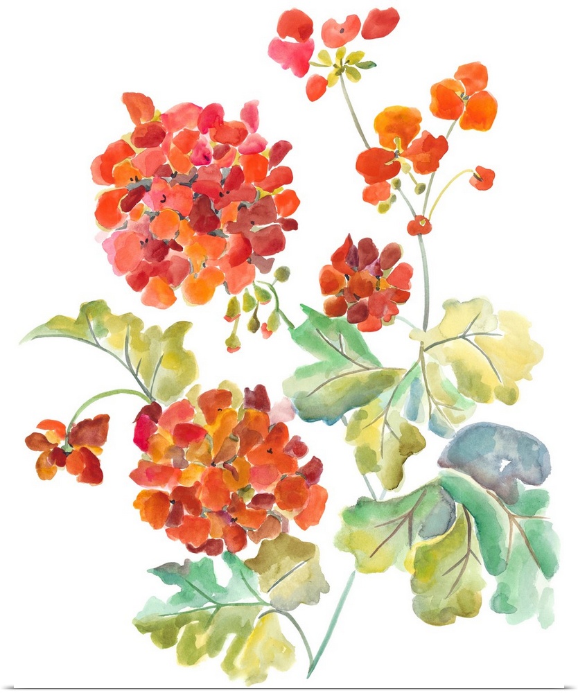 Watercolor painting of red and orange flowers against a white background.