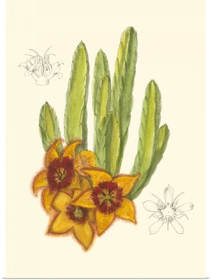 Curtis Flowering Cactus III