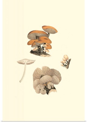Curtis Mushrooms I
