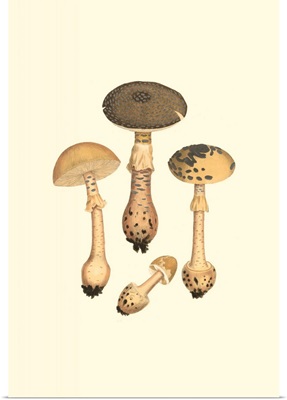 Curtis Mushrooms II