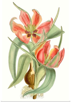 Curtis Tulips I