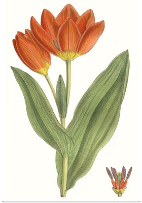 Curtis Tulips IX