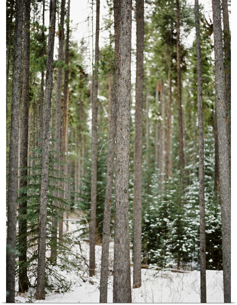 Photograph of tall bare tree trunks in a snowy forest, Banff, Canada