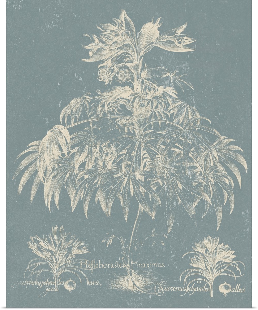 Vintage-inspired botanical illustration of besler leaves on a light blue background.