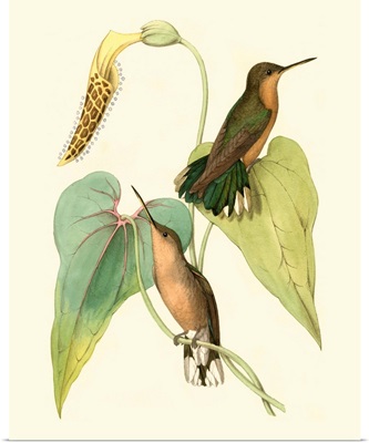 Delicate Hummingbird II