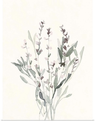 Delicate Sage Botanical V