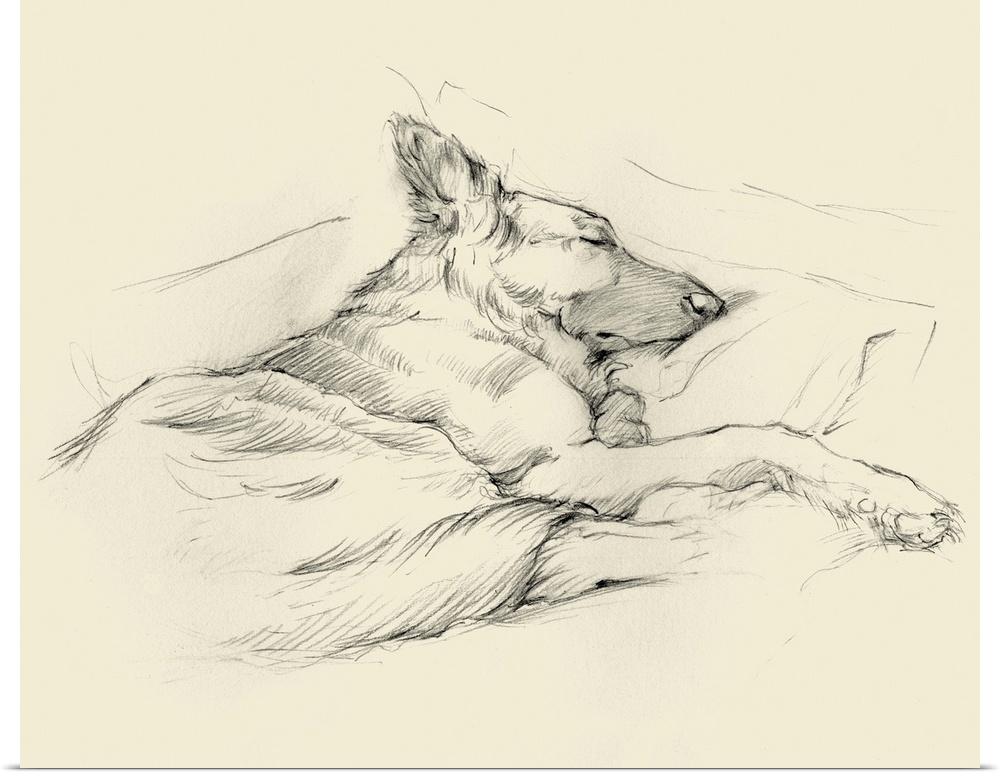Pencil drawing of a dog sleeping deeply on a couch.