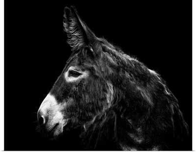 Donkey Portrait I