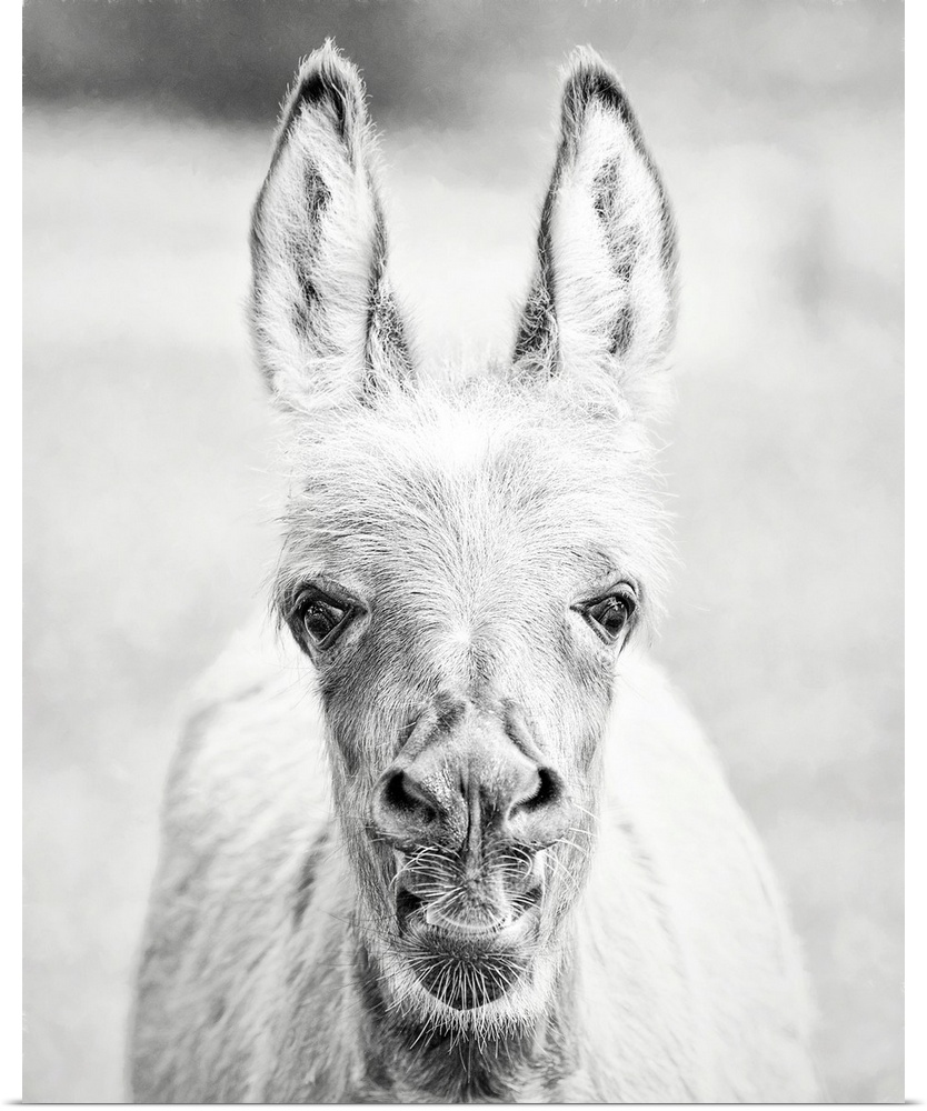 Donkey Portrait IV