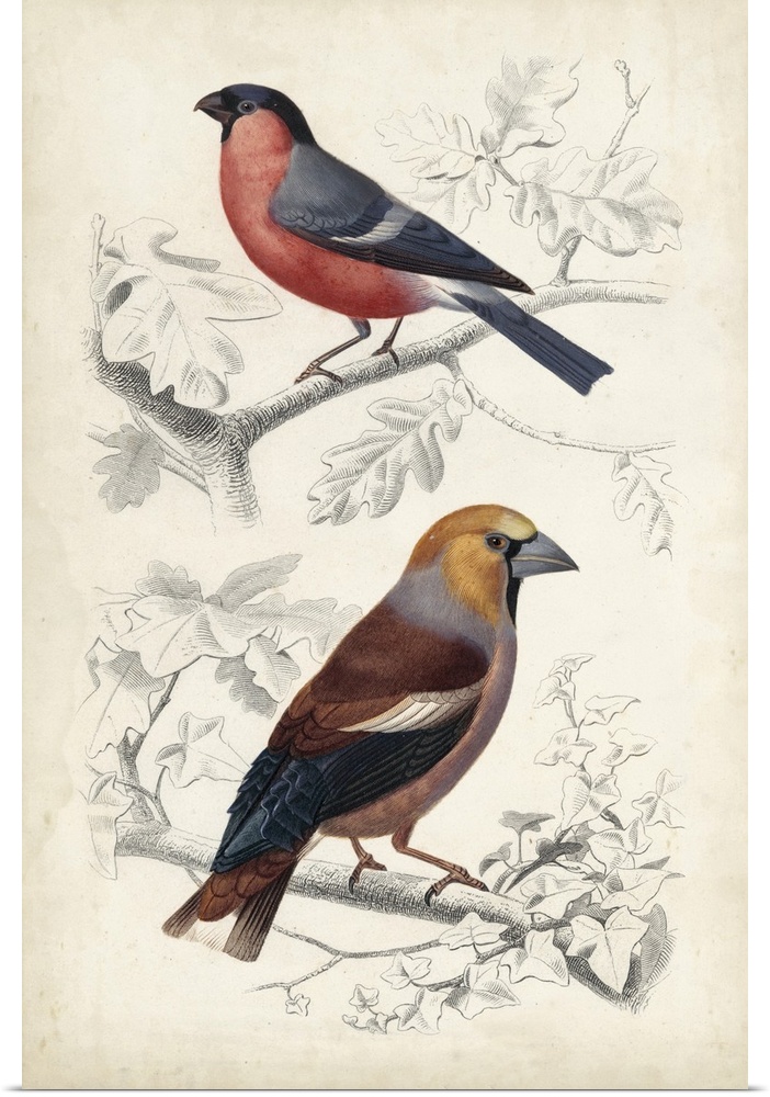 D'Orbigny Birds IV