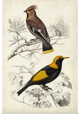 D'Orbigny Birds V