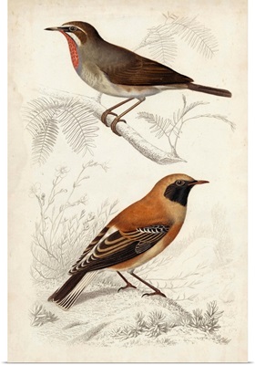 D'Orbigny Birds VI
