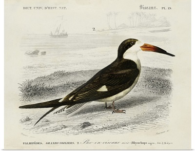 d'Orbigny Seabird IV