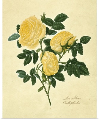 Double Yellow Rose