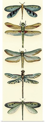 Dragonfly Collector I