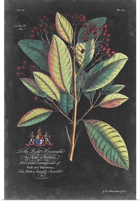 Dramatic Royal Botanical VI