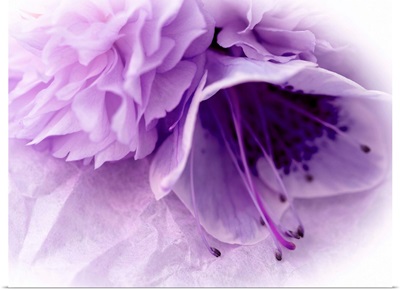 Dreamy Florals in Violet III