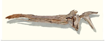 Driftwood Study II