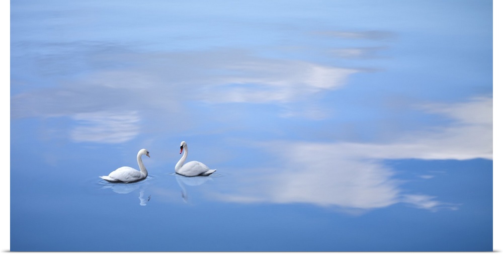 Swans drift on a reflection of fluffy clouds in this dreamy photograph.