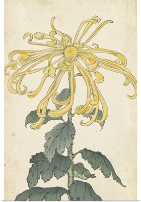 Elegant Chrysanthemums II