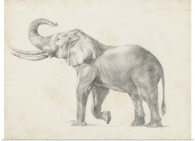 Elephant Sketch I