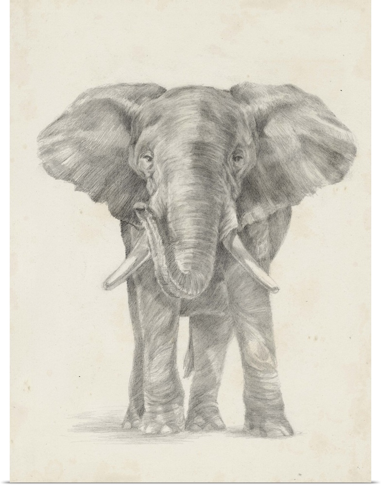 Pencil drawing of an elephant on a parchment background.