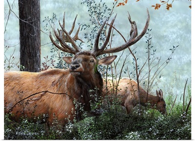 Elk Foraging