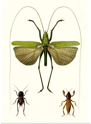 Entomology Series V