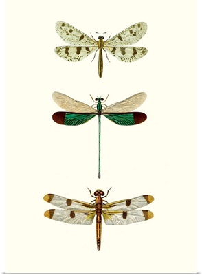 Entomology Series VII