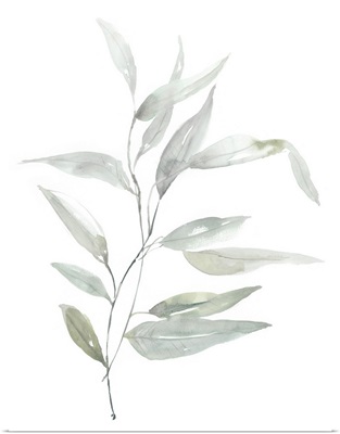 Ethereal Eucalyptus II