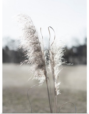 Ethereal Pampas I