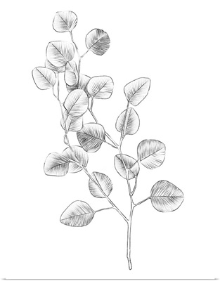 Eucalyptus Sketch IV