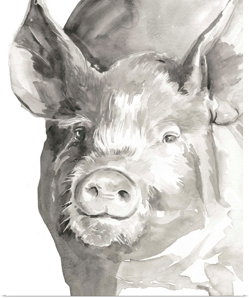 Watercolor portrait of a pig in gray.