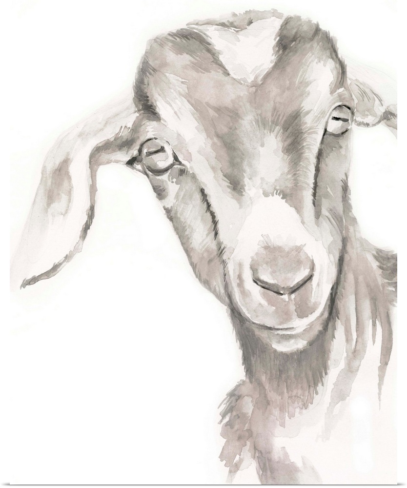 Watercolor portrait of a goat in gray.