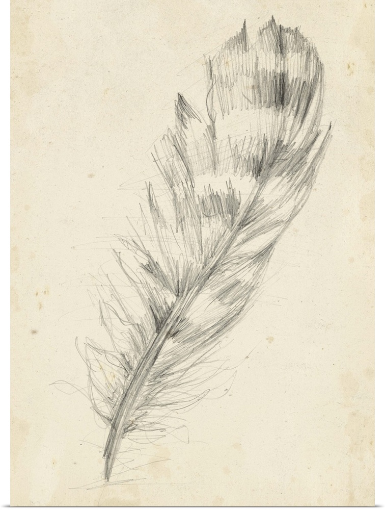 Contemporary artwork of a pencil sketch of a bird feather against a beige background.