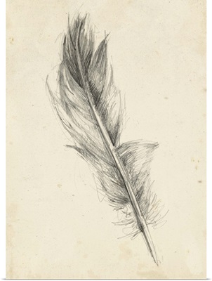 Feather Sketch IV