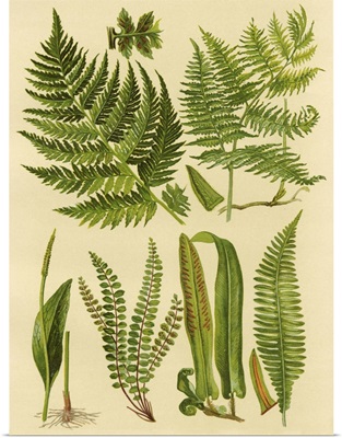 Fern Collection I