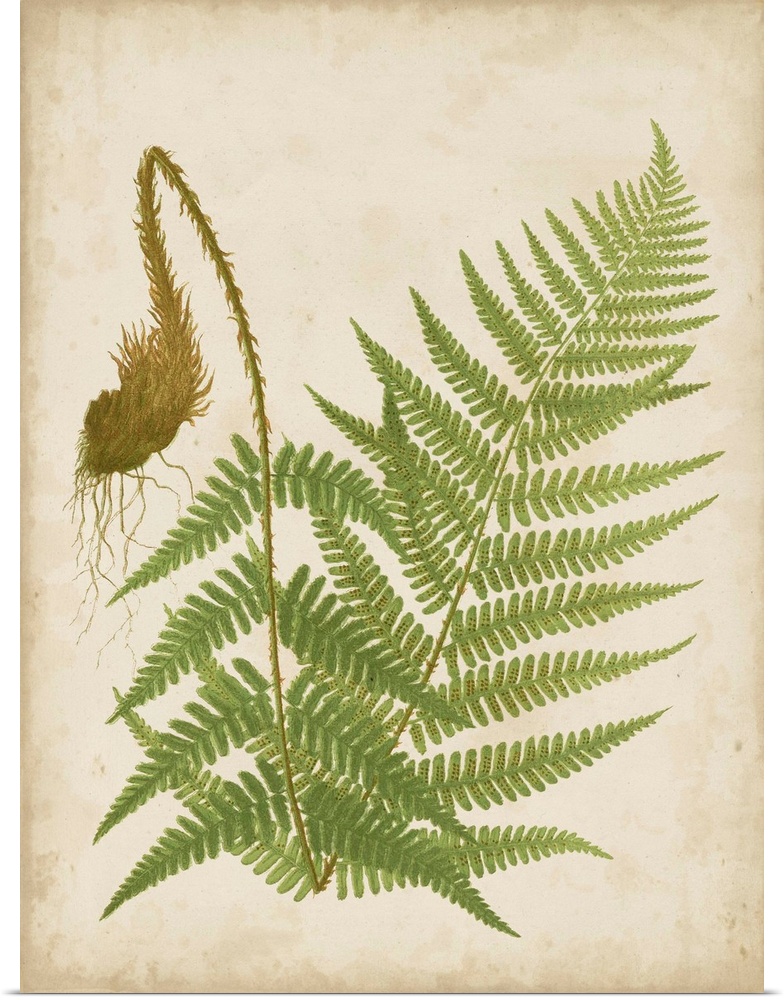 Illustration of a fern on a neutral background.