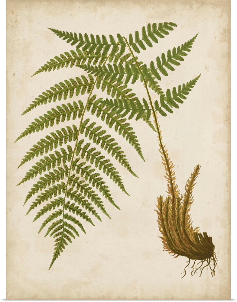 Illustration of a fern on a neutral background.