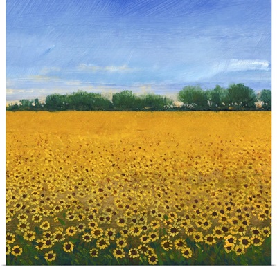 Field of Sunflowers II