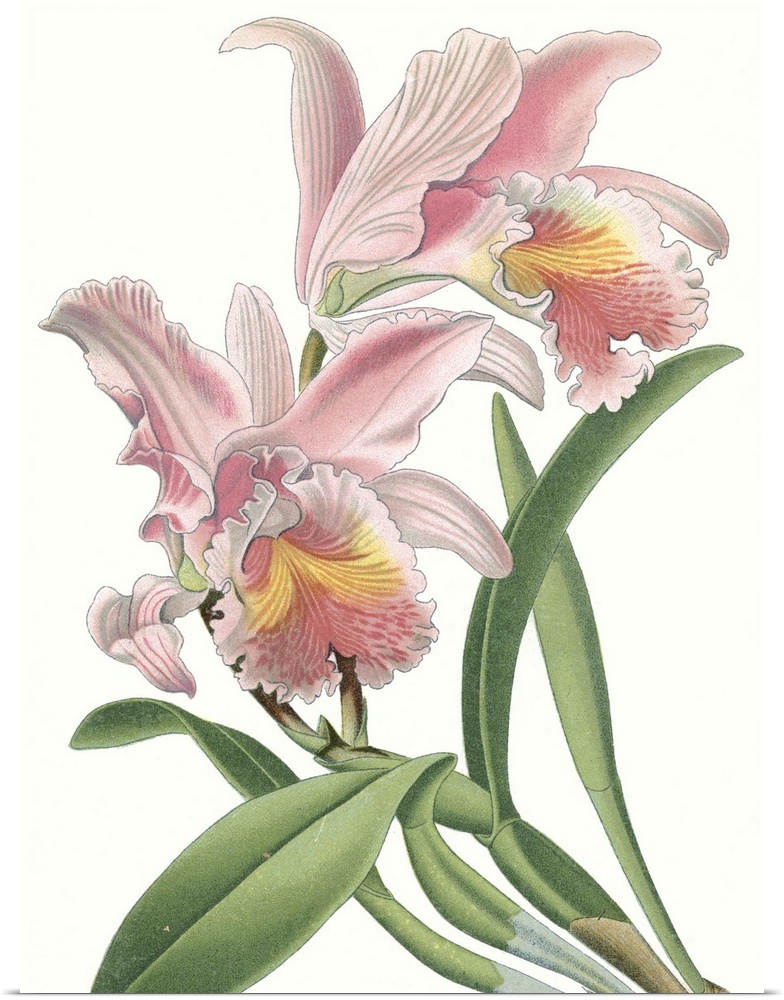 Contemporary illustration of a tropical flower.