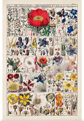 Floral Chart