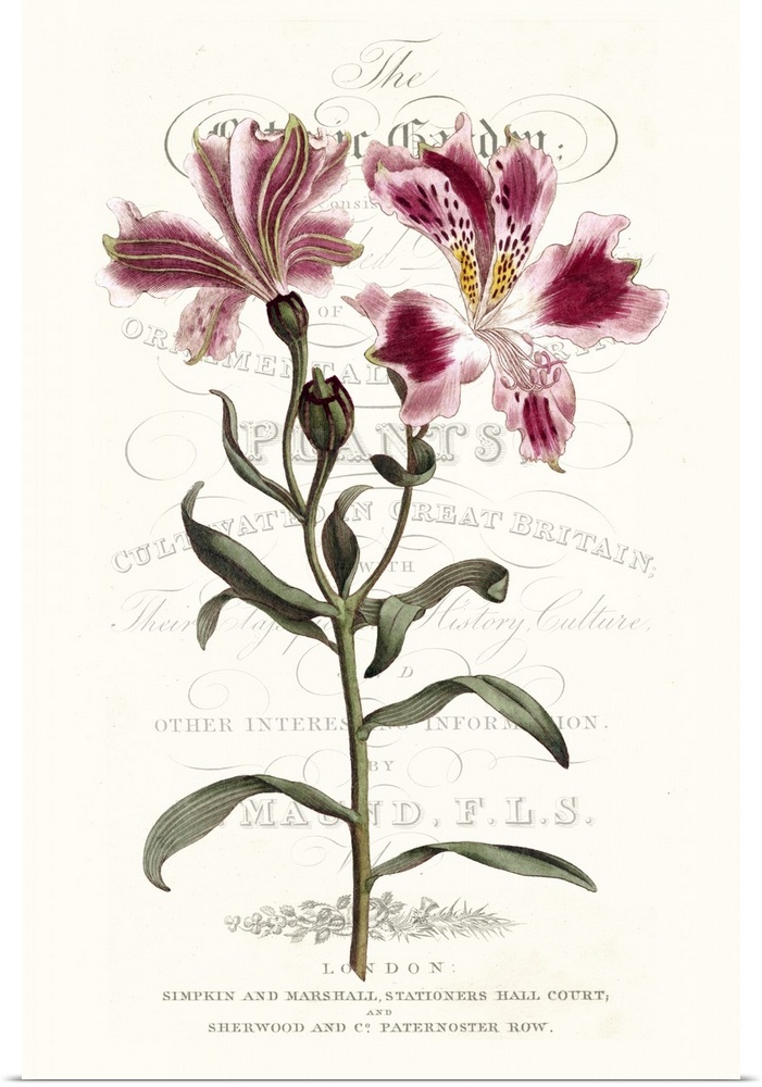 This botanical illustration features a pink flower over decorative text on a neutral background.